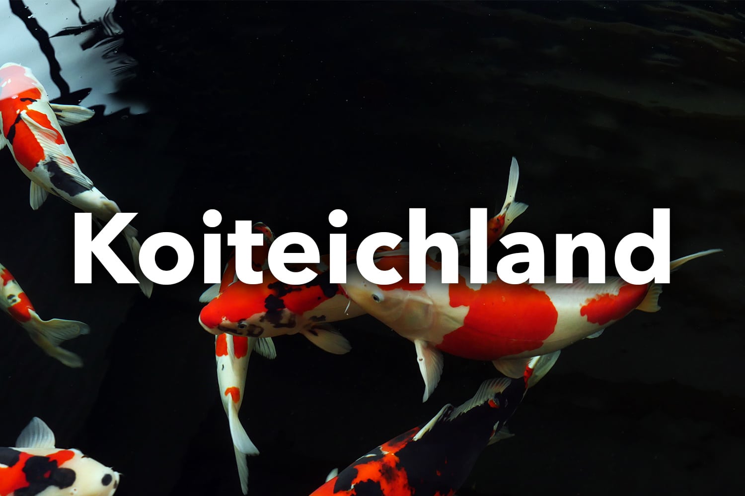 Koiteichland Webseite Webdesign Webauftritt Website Relaunch Fotografie